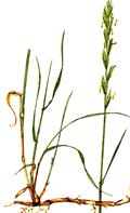 Agropyron repens